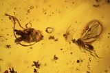 Detailed Fossil Flies, Wasp & Oak Flower In Baltic Amber #120653-5